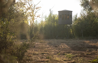 A hunting blind surrounded by trees and vegetation during sunset.