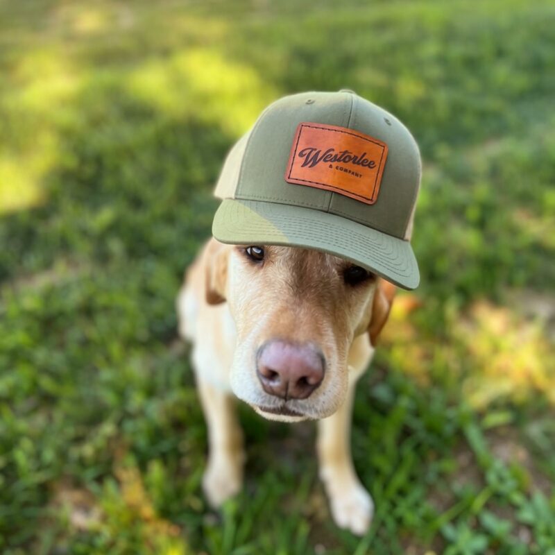 A brown dog sits on grass, wearing an olive-green cap with a leather patch. The dog looks up, conveying a playful and endearing expression.