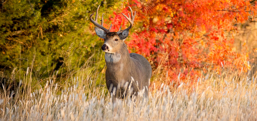 A majestic deer with large antlers stands in tall grass, framed by vibrant red and green autumn foliage, conveying a serene, natural setting.