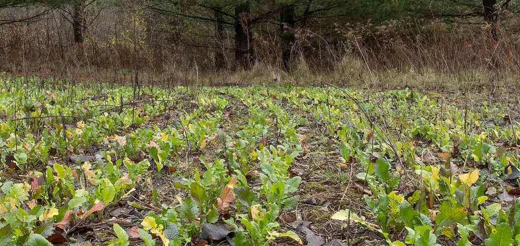 Close-up of vibrant green seedlings sprouting in a field surrounded by a dense forest. The scene conveys new growth and a serene, natural ambiance.